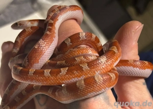 Kornnatterbabys Bloodred Pied Sided NZ 08.2025 