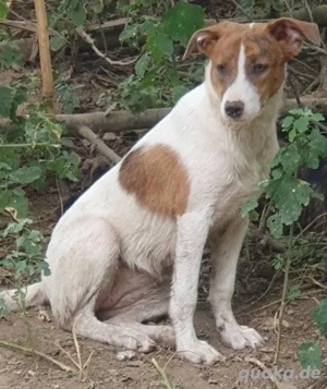 Bezaubernde Ellie - sucht einfühlsames Zuhause Bild 5