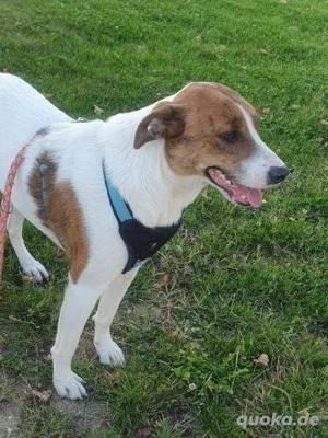 Bezaubernde Ellie - sucht ihr großes Glück