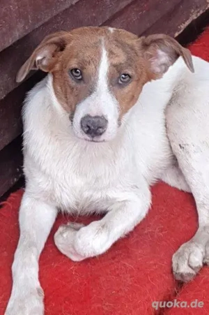 Bezaubernde Ellie - sucht einfühlsames Zuhause Bild 2