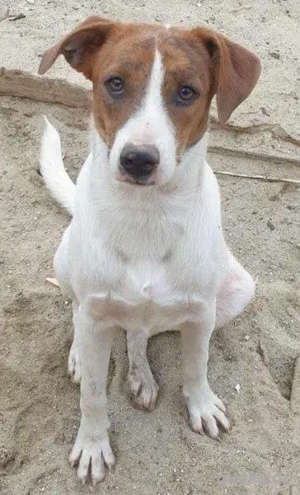 Bezaubernde Ellie - sucht einfühlsames Zuhause Bild 4