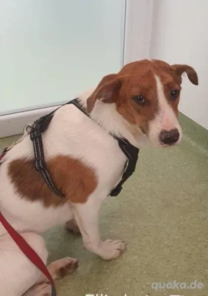 Bezaubernde Ellie - sucht einfühlsames Zuhause Bild 6