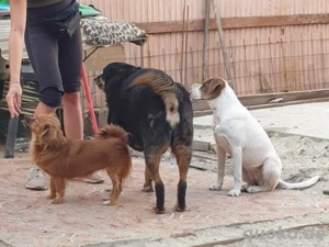 Bezaubernde Ellie - sucht einfühlsames Zuhause Bild 7