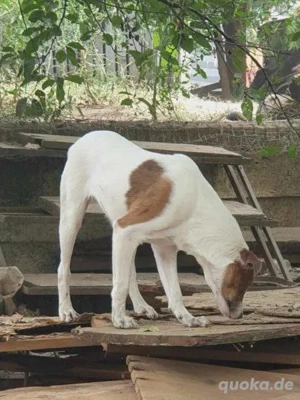 Bezaubernde Ellie - sucht einfühlsames Zuhause Bild 9