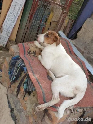 Bezaubernde Ellie - sucht einfühlsames Zuhause Bild 8