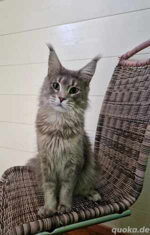 Wunderschöne Mädchen Maine Coon mit Stammbaum. 