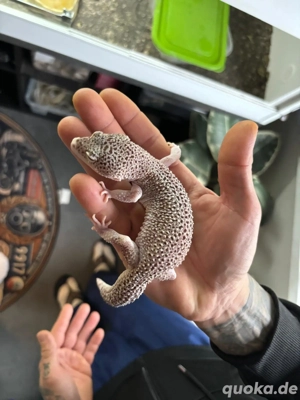 Leopardengecko Pärchen NZ 2022
