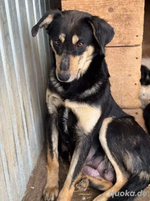 Amelia - herzlos ausgesetzt mit 6 Welpen Bild 5