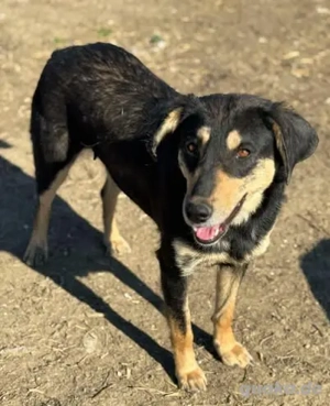 Amelia - herzlos ausgesetzt mit 6 Welpen Bild 3