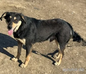 Amelia - herzlos ausgesetzt mit 6 Welpen Bild 6