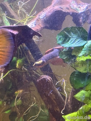 Rotbauch-Spitzkopf-Schildkröte