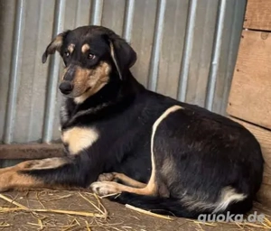 Amelia - herzlos ausgesetzt mit 6 Welpen Bild 4