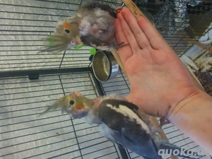  junge Nymphensittich Wildfarbe 