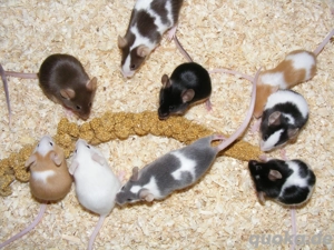 Farbmäuse, Farbmaus, Mäuse, Maus, Jungtiere