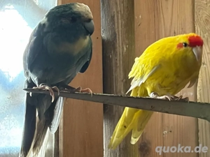 zigensittiche ein paar