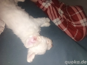 Malteser Welpe 