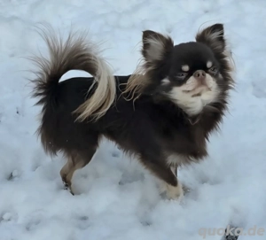 schöner Chihuahua Deckrüde bietet seine Dienste an. Kein Verkauf