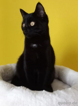 wunderschön Kätzchen mit Orange Augen  in liebevolle Hände abzugeben  