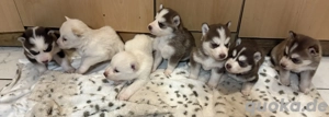 Siberian Husky Welpen 