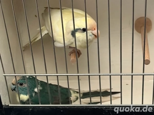 zigensittiche ein paar