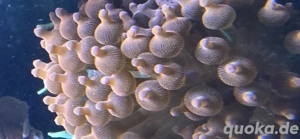 Blasenanemone zu Verschenken 