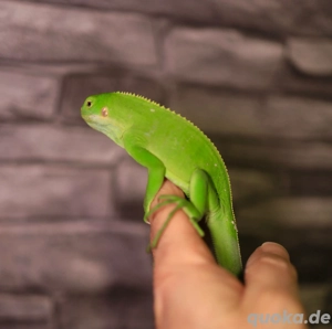 Brachylophus Fasciatus 1.1