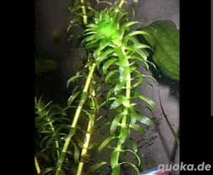 Argentinische Wasserpest