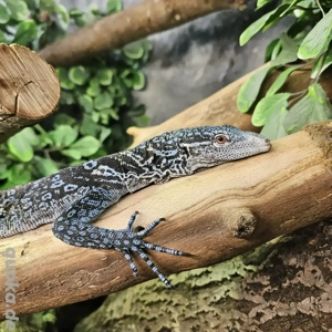 Varanus Macraei 1.0