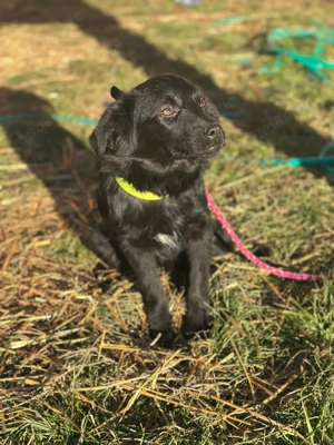 Nelli sucht ein liebevolles Zuhause 