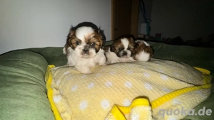 Shih-Tzu Welpen