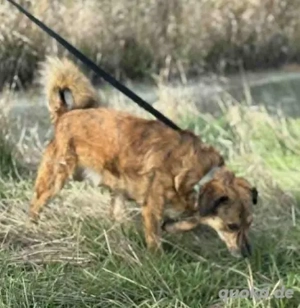 Rico - hatte kein schönes Leben - hofft noch auf sein Glück Bild 6
