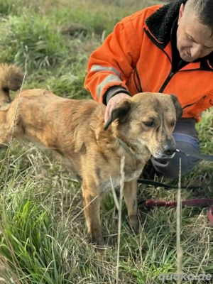 Rico - hatte kein schönes Leben - hofft noch auf sein Glück