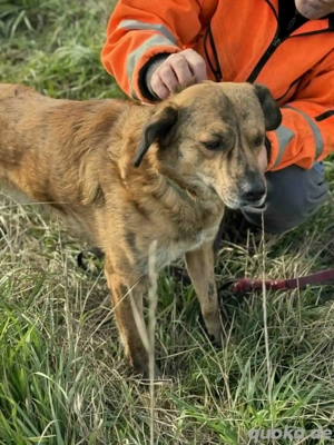 Rico - hatte kein schönes Leben - hofft noch auf sein Glück Bild 2