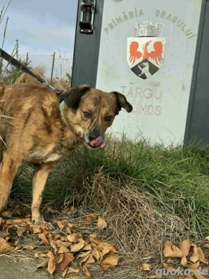 Rico - hatte kein schönes Leben - hofft noch auf sein Glück Bild 9