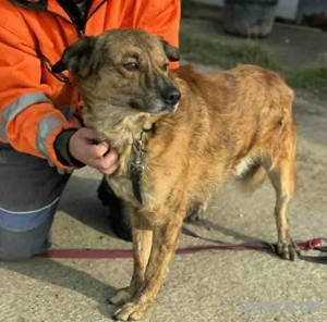 Rico - hatte kein schönes Leben - hofft noch auf sein Glück Bild 3