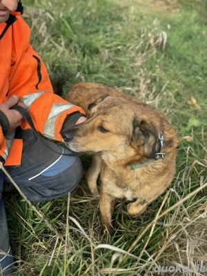 Rico - hatte kein schönes Leben - hofft noch auf sein Glück Bild 7