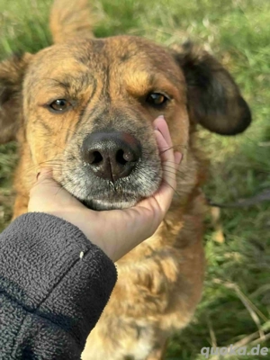 Rico - hatte kein schönes Leben - hofft noch auf sein Glück Bild 4