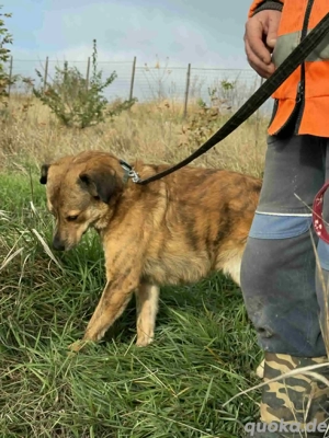Rico - hatte kein schönes Leben - hofft noch auf sein Glück Bild 8