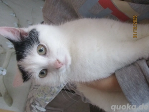 Kuschelkinder zu vermitteln