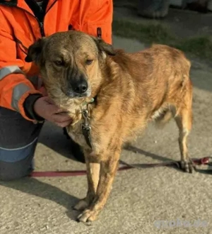 Rico - hatte kein schönes Leben - hofft noch auf sein Glück Bild 10