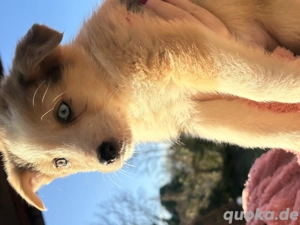 Australien Shepherd Akita Mix Welpen 