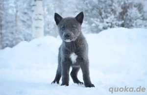 Welpen der Rasse Blue Bay Shepherd  