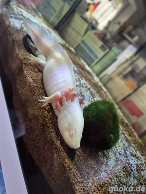 Suche! Axolotl-Männchen für mein Mädel