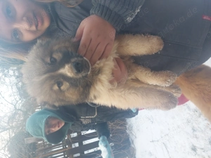 Süße akita mix Welpen 