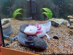 4 Axolotl mit oder ohne Aquarium 
