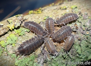 12 Porcellio vulcanicus - Asseln Isopod  Bild 2