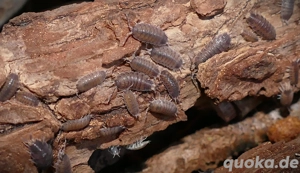 12 Porcellio vulcanicus - Asseln Isopod  Bild 3