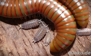 12 Porcellio vulcanicus - Asseln Isopod  Bild 4