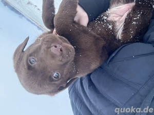 Labrador Welpen blond Schoko 