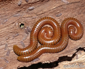 12 Porcellio vulcanicus - Asseln Isopod  Bild 5